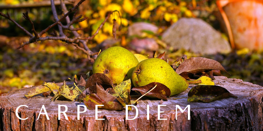 Carpe diem Meister Webdesign